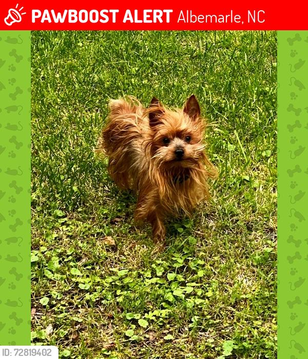 Lost Male Dog last seen Near the Badin-Rd Drive-in, Albemarle, NC 28001