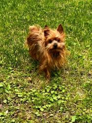 Lost Male Dog last seen Near the Badin-Rd Drive-in, Albemarle, NC 28001