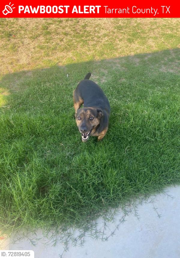 Lost Male Dog last seen Cleburne rd crowley, Tarrant County, TX 76036