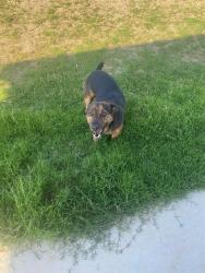 Lost Male Dog last seen Cleburne rd crowley, Tarrant County, TX 76036