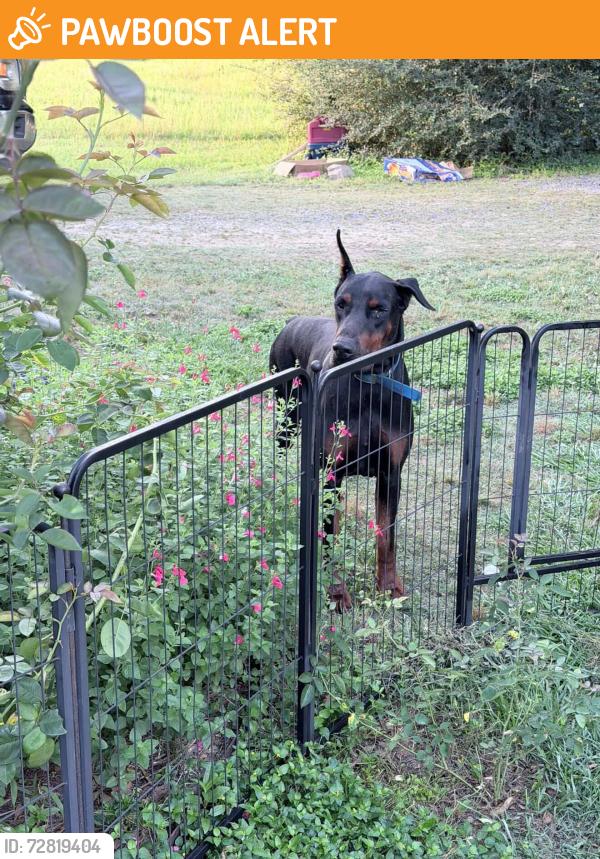 Found/Stray Male Dog last seen Intersection of 167 and 103 Grand Prairie HWY, St. Landry Parish, LA 70589