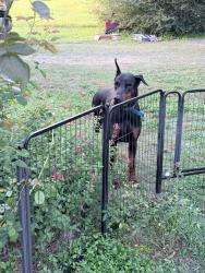 Found/Stray Male Dog last seen Intersection of 167 and 103 Grand Prairie HWY, St. Landry Parish, LA 70589