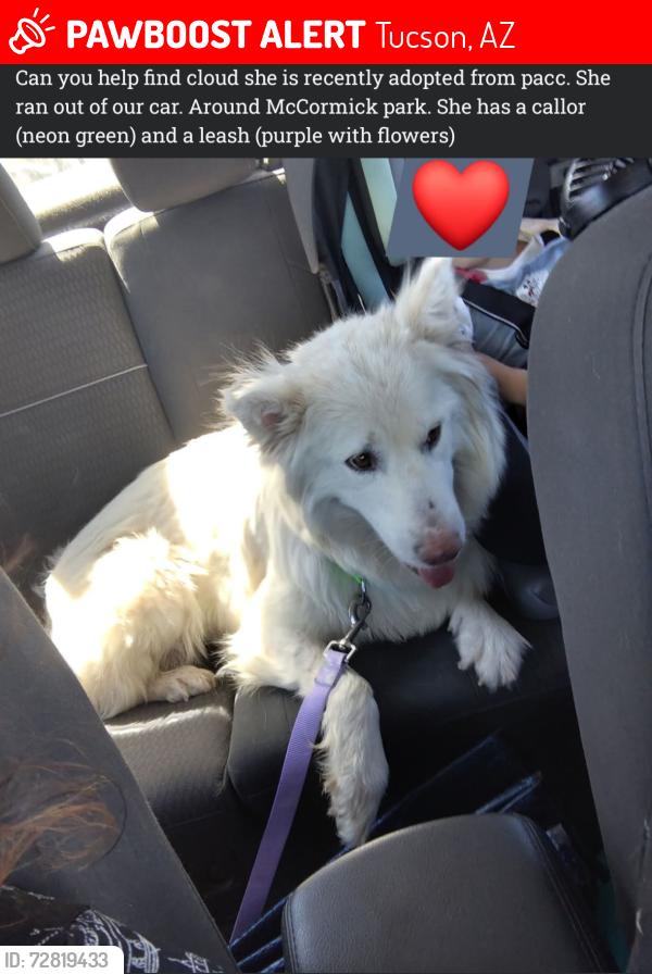 Lost Female Dog last seen McCormick park, Tucson, AZ 85712
