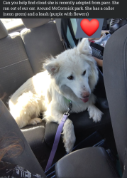 Lost Female Dog last seen McCormick park, Tucson, AZ 85712