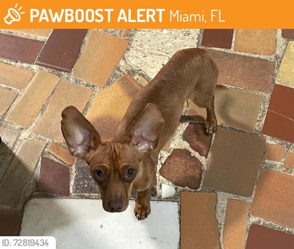 Found/Stray Female Dog last seen SW 23rd Street, Miami, FL , Miami, FL 33145