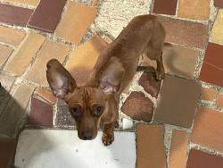 Found/Stray Female Dog last seen SW 23rd Street, Miami, FL , Miami, FL 33145