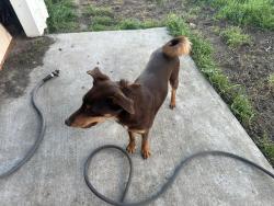 Lost Female Dog last seen Ghondring, Ceres, CA 95307