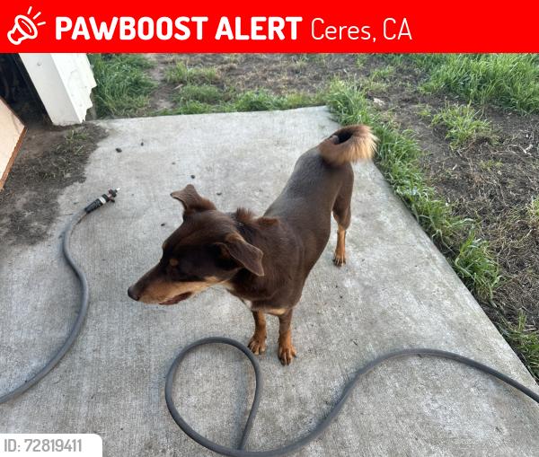 Lost Female Dog last seen Ghondring, Ceres, CA 95307