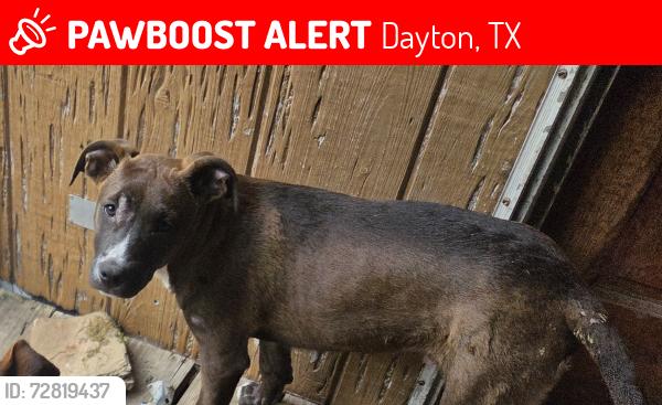 Lost Male Dog last seen Westlake , Dayton, TX 77535