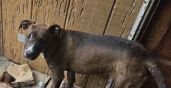 Lost Male Dog last seen Westlake , Dayton, TX 77535
