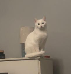 Lost Female Cat last seen 1139hiddenrdg Irving 75038, Irving, TX 75038