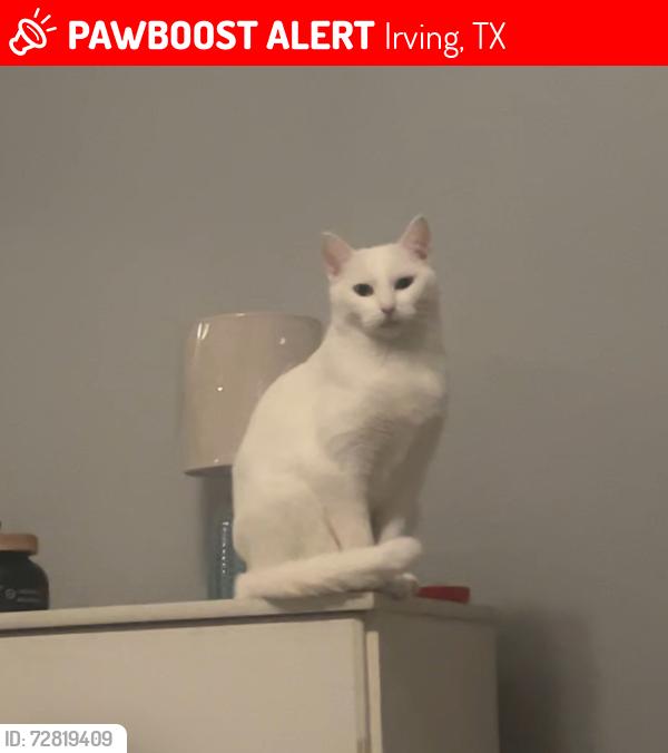 Lost Female Cat last seen 1139hiddenrdg Irving 75038, Irving, TX 75038