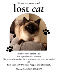 Lost Female Cat last seen Eucalyptus St , Rialto, CA 92376