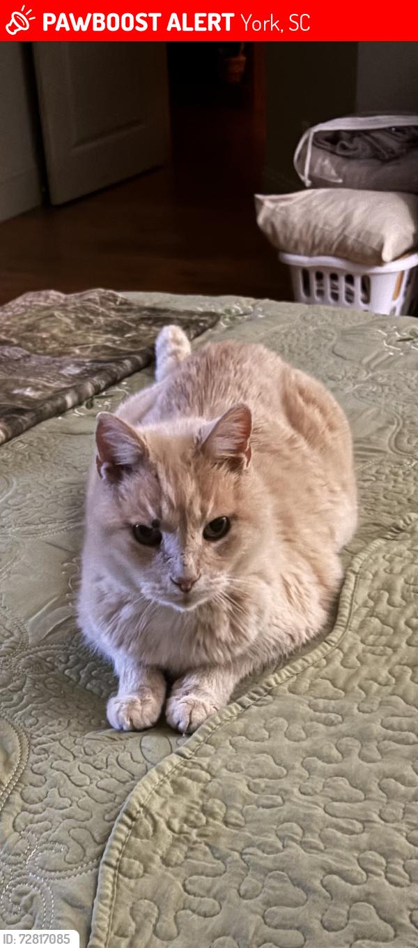 Lost Male Cat last seen Paraham Road and Old Limestone Road, York, SC 29745