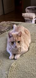 Lost Male Cat last seen Paraham Road and Old Limestone Road, York, SC 29745