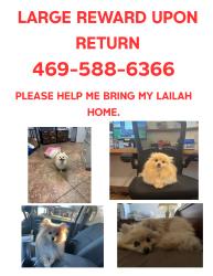 Reunited Female Dog last seen Owenwood Ave, Dallas, TX 75223