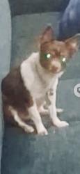 Lost Female Dog last seen Buffington Rd & Jonesboro Rd, Union City, GA 30291