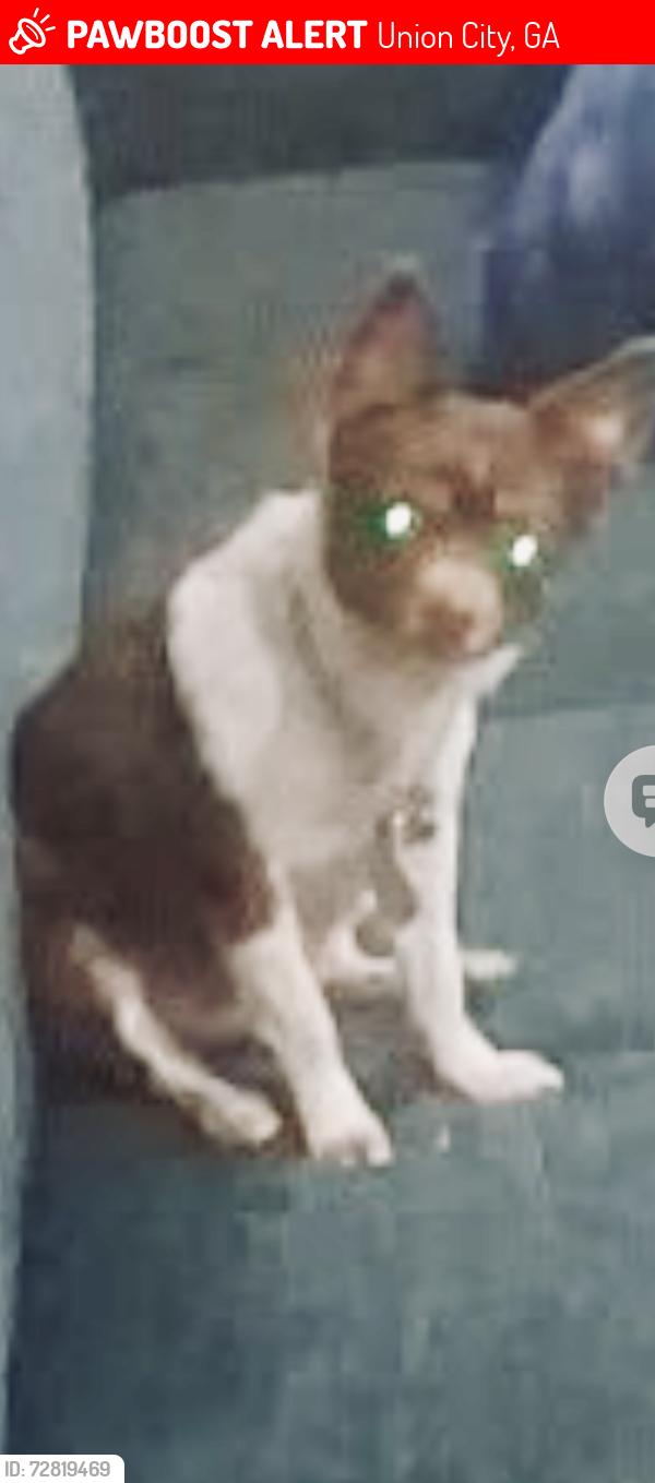 Lost Female Dog last seen Buffington Rd & Jonesboro Rd, Union City, GA 30291