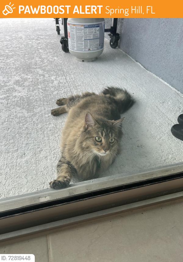 Found/Stray Unknown Cat last seen Caldera neighborhood , Spring Hill, FL 34609