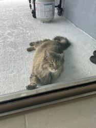 Found/Stray Unknown Cat last seen Caldera neighborhood , Spring Hill, FL 34609