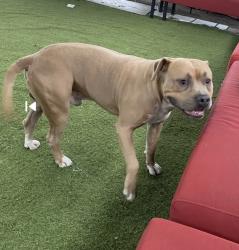 Lost Male Dog last seen Spring Valley Area , Spring Valley, CA 91941