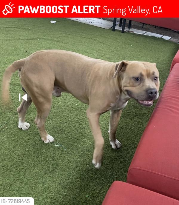 Lost Male Dog last seen Spring Valley Area , Spring Valley, CA 91941