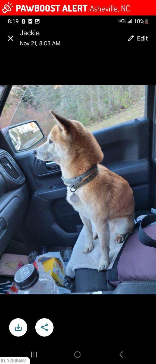 Lost Female Dog last seen Doctors drive, Asheville, NC 28801