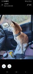 Lost Female Dog last seen Doctors drive, Asheville, NC 28801
