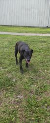 Found/Stray Male Dog last seen Lynne manion nungesser park, Palm Bay, FL 32907