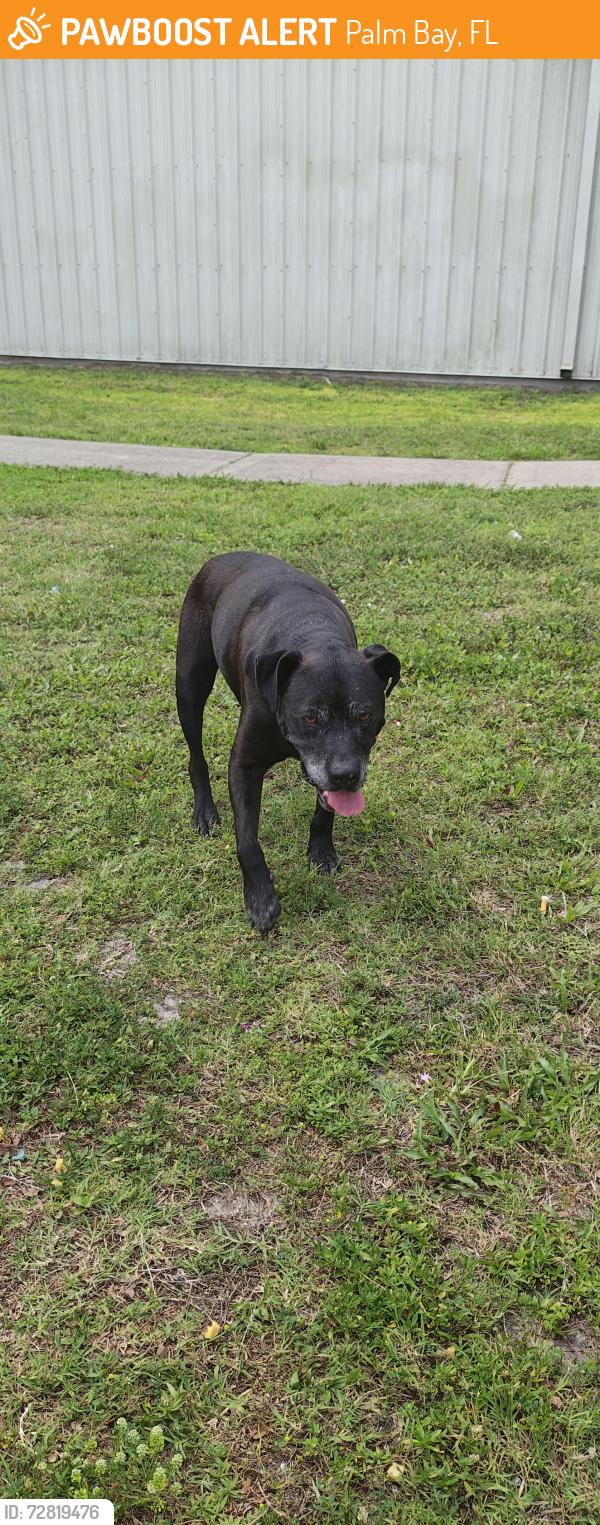 Found/Stray Male Dog last seen Lynne manion nungesser park, Palm Bay, FL 32907