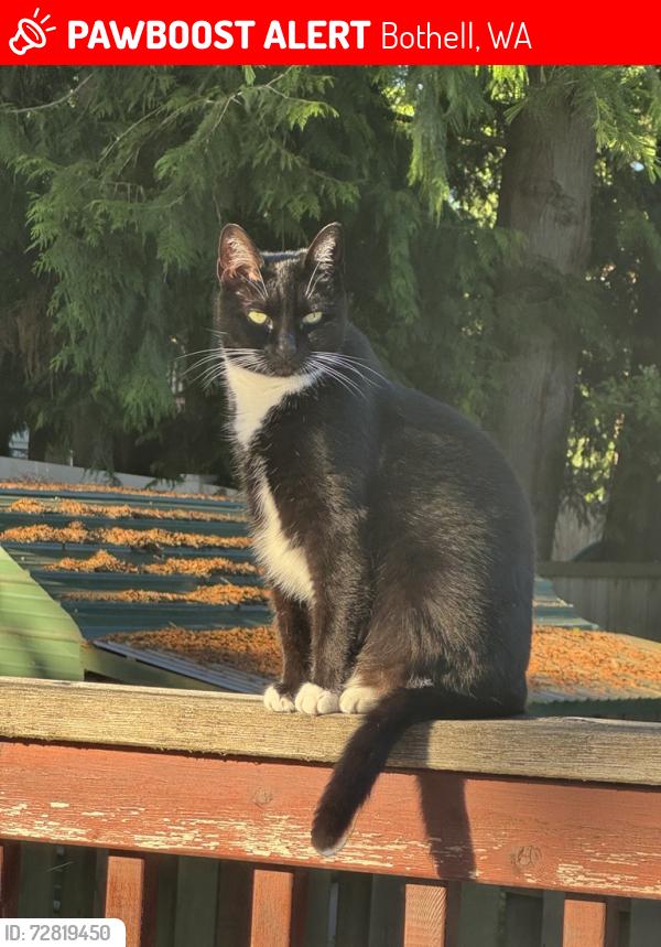 Lost Female Cat last seen 196th ST NE, Bothell, WA 98011