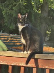 Lost Female Cat last seen 196th ST NE, Bothell, WA 98011