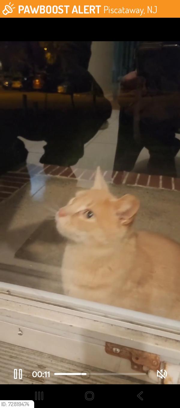 Found/Stray Unknown Cat last seen Across suttons Ln from rutgers Livingston campus , Piscataway, NJ 08854