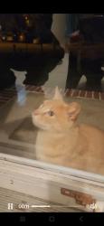 Found/Stray Unknown Cat last seen Across suttons Ln from rutgers Livingston campus , Piscataway, NJ 08854