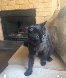 Lost Male Cat last seen Cindy/bruno, Justin, TX 76247