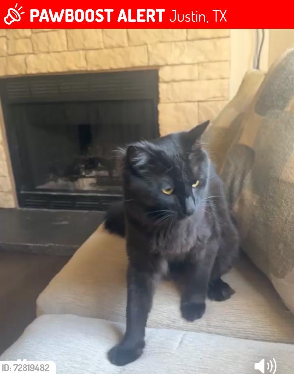 Lost Male Cat last seen Cindy/bruno, Justin, TX 76247