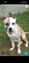Lost Female Dog last seen Near N 28th St Phoenix, AZ  85008 United States, Phoenix, AZ 85008