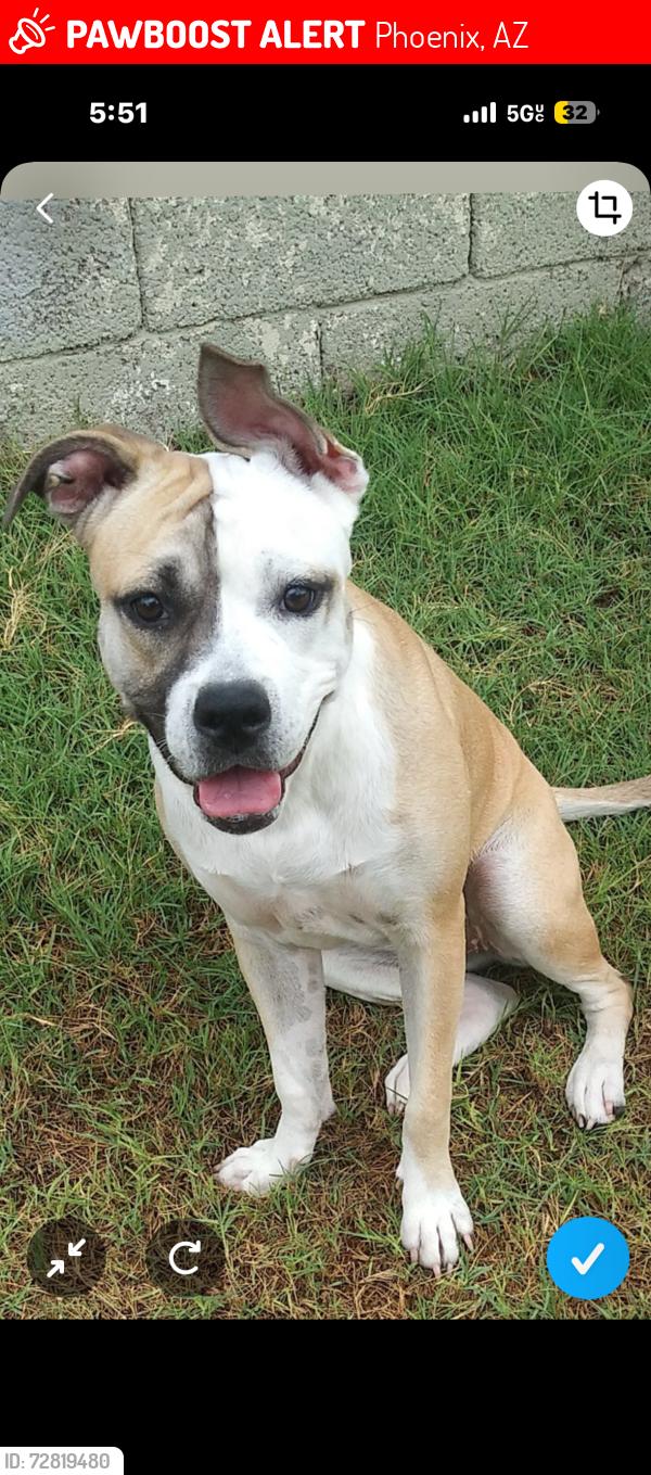 Lost Female Dog last seen Near N 28th St Phoenix, AZ  85008 United States, Phoenix, AZ 85008