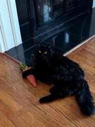 Lost Female Cat last seen Burnswick st & Floyd Ave, Springfield, VA 22150