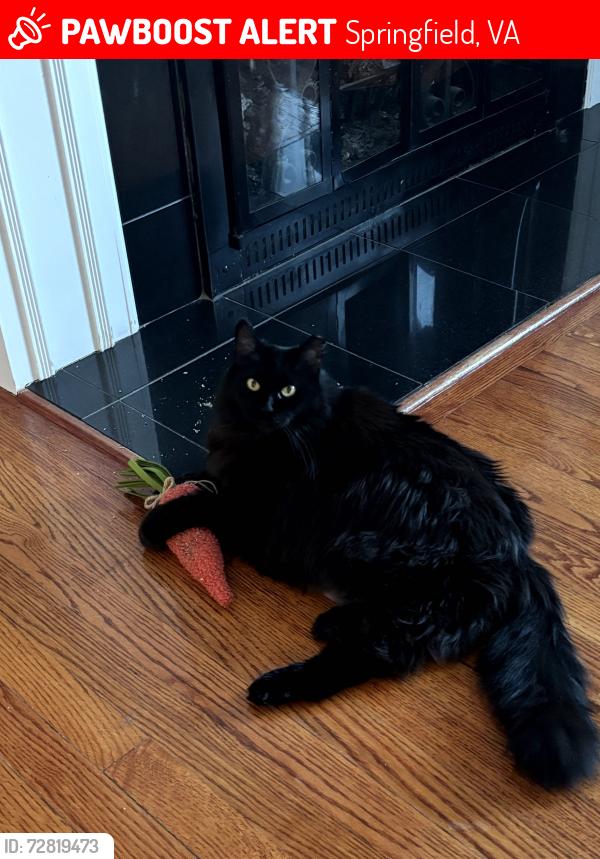 Lost Female Cat last seen Burnswick st & Floyd Ave, Springfield, VA 22150