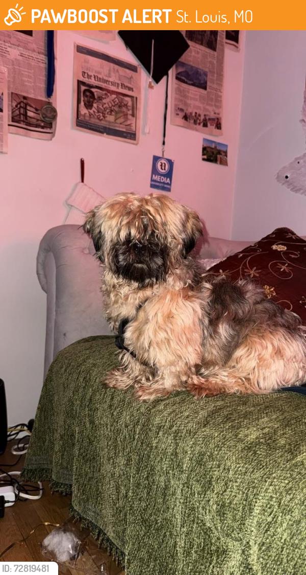 Found/Stray Male Dog last seen Waterman, St. Louis, MO 63103