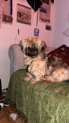 Found/Stray Male Dog last seen Waterman, St. Louis, MO 63103