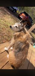 Lost Male Dog last seen Graceland Church/Allison Circle, Cartersville, GA 30120
