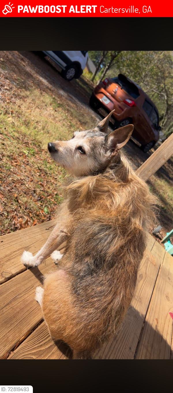 Lost Male Dog last seen Graceland Church/Allison Circle, Cartersville, GA 30120