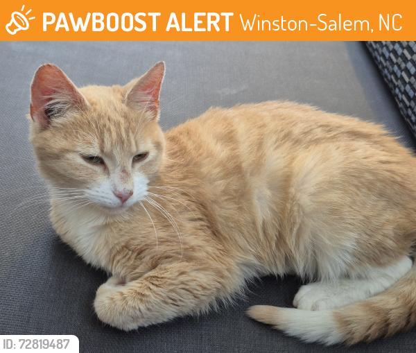 Found/Stray Female Cat last seen UNCSA dining hall, Winston-Salem, NC 27127