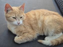Found/Stray Female Cat last seen UNCSA dining hall, Winston-Salem, NC 27127