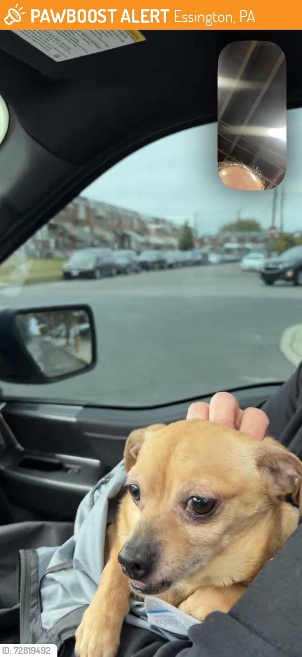 Found/Stray Unknown Dog last seen i76 on highway .. was able to secure him , Essington, PA 19029