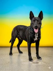 Shelter Stray Male Dog last seen Near BLOCK LANE AVE S, 2020 Forest St, Jacksonville, FL 32204, USA