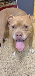 Shelter Stray Male Dog last seen BISCAYNE BLVD & NE 135 ST, Doral, FL 33122