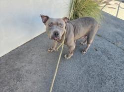 Shelter Stray Female Dog last seen , Chatsworth, CA 91311